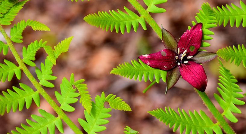 Eine Wildblume im Wald von Claude Laprise