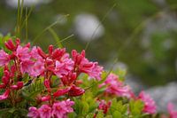 Alpine flowers in the meadow