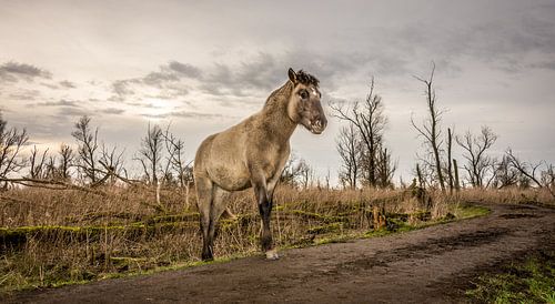 A horse like in an old painting.