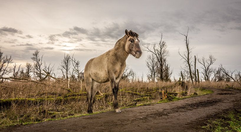 A horse like in an old painting. by Peter de Jong