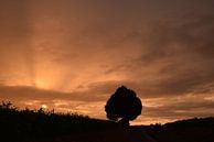 Boompje in de zonsondergang van Maarten Honinx thumbnail