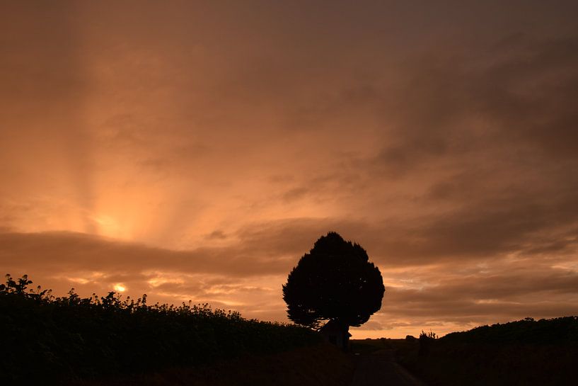 Boompje in de zonsondergang van Maarten Honinx