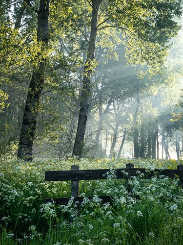 Through the trees by Elise van den Boogaart
