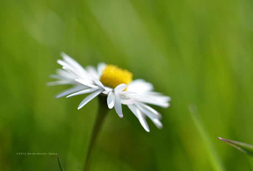 Gänseblümchen von Kris Van den Bossche