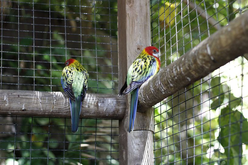 Budgie in een dierentuin van Marvin Taschik