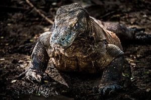 Komodo dragon, Komodo varaan van Corrine Ponsen