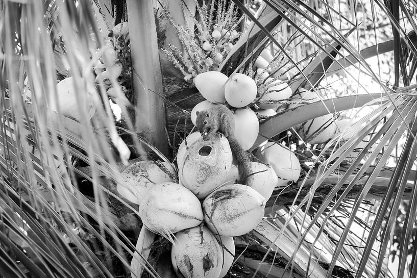 Ecureuil à Bali par Mariëlle Debrichy