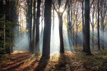 Zonnestralen in de herfst van Bart Ceuppens