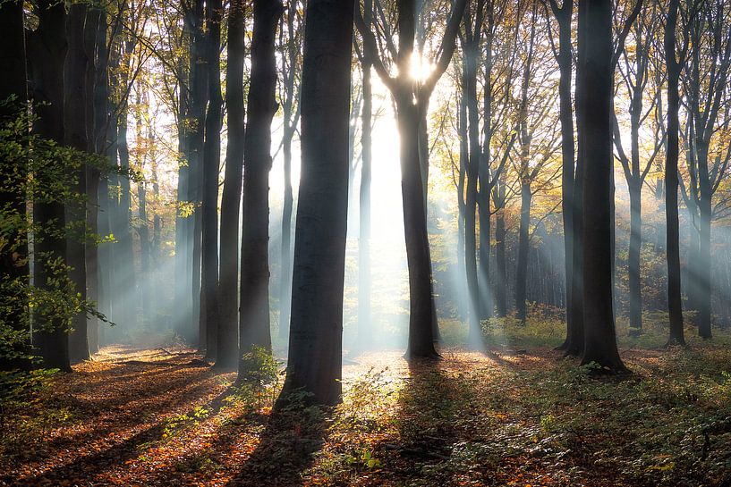 Ensoleillement en automne par Bart Ceuppens