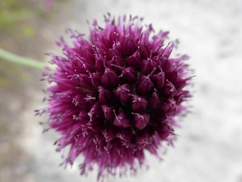  Paarse bloem