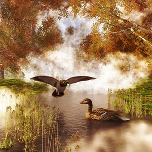 Tierreich  – Zwei Enten in einem Teich