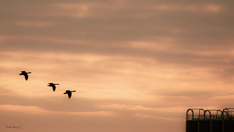 flight by Nicole Harren