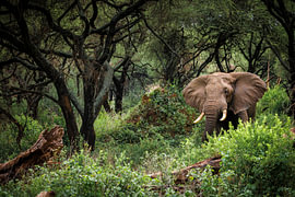 Auge in Auge mit einem afrikanischen Elefanten in den Wäldern am Lake Manyara in Tansania von Krijn van der Giessen
