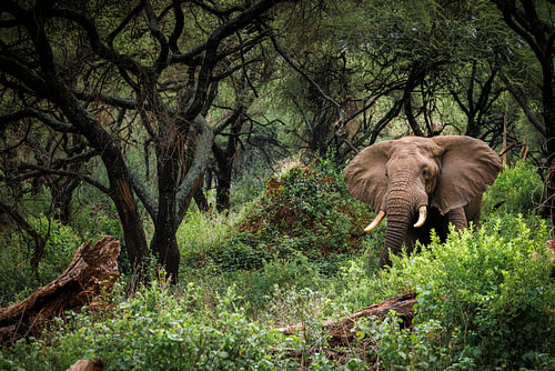 Oog in oog met een Afrikaanse olifant in de bossen van Lake Manyara Tanzania