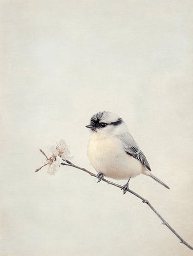 Oiseau sur une branche