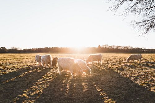 Stieren in het gouden uur