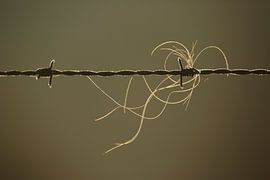 Hair of a fence bovine by Frank Smedts