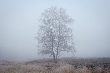 Berkenboom in de mist van Johan Vanbockryck