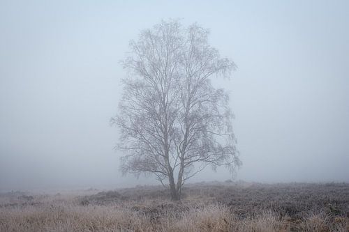 Berkenboom in de mist