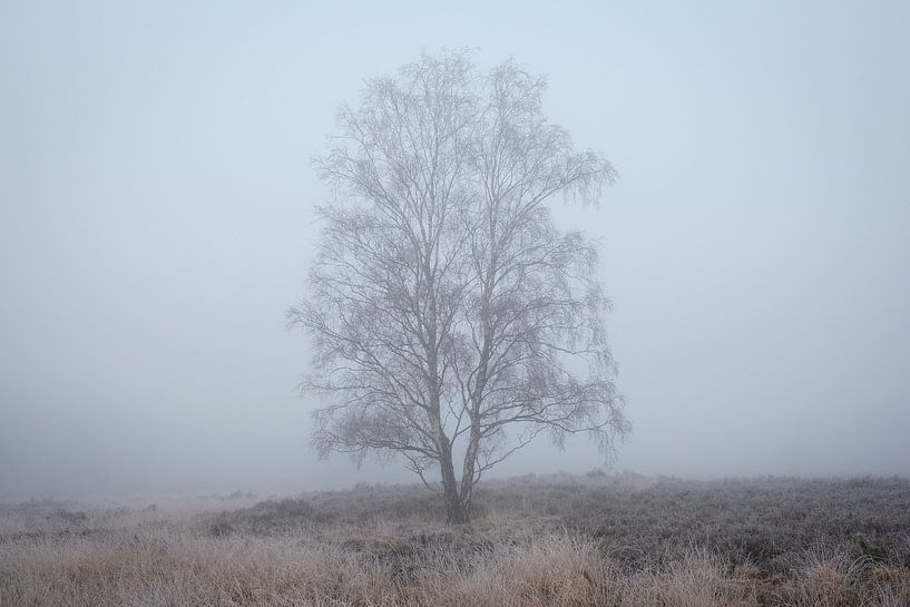 Bouleau dans le brouillard par Johan Vanbockryck