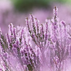 Violettes Heidekraut in Blüte - 2 von Steven Marinus