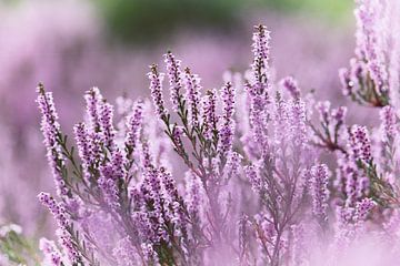 Purple flowering heather - 2 by Steven Marinus