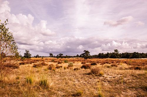 Heath View Cloudy Sky 8 - Loonse en Drunense Duinen