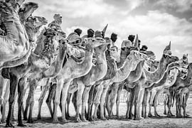Moussem de Tantan, Morocco by Ron van der Stappen