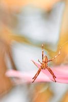 Spinne in der Umwelt