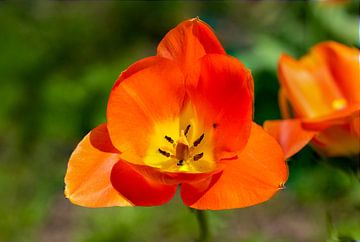 Macrophotographie d'une tulipe orange sur Animaflora PicsStock