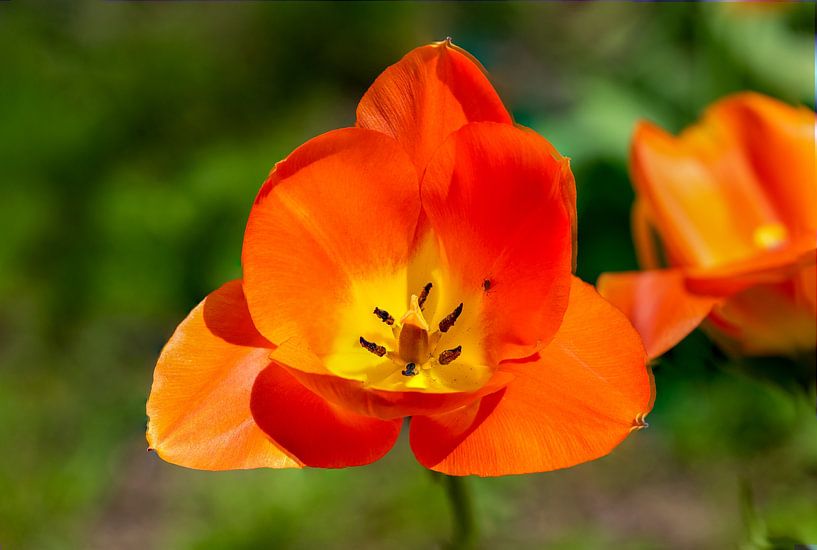 Macrophotographie d'une tulipe orange par Animaflora PicsStock