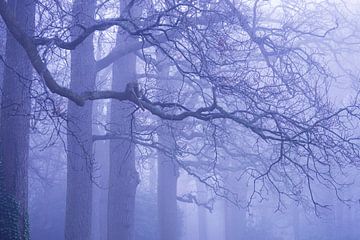Nebel im Wald von Birgitte Bergman