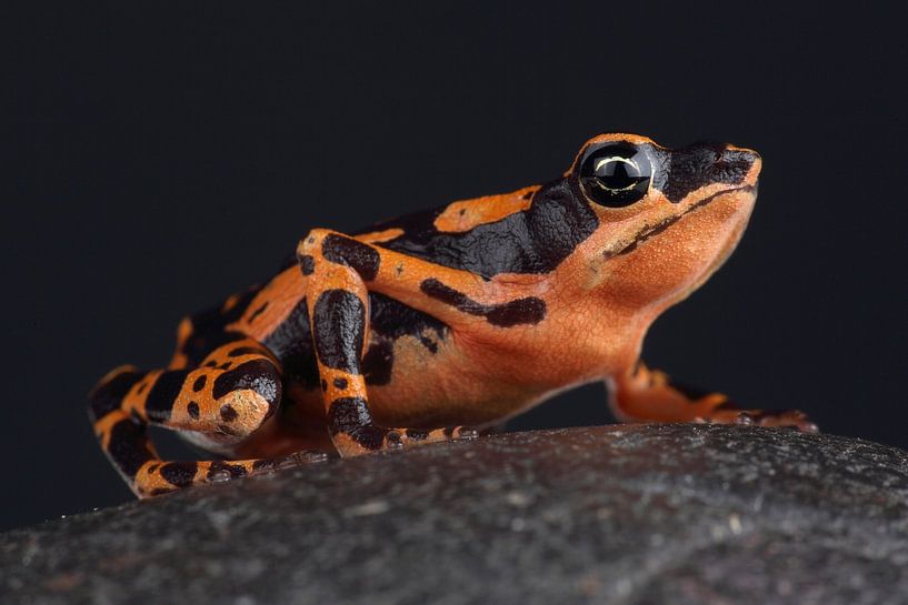Hoogmoed's Harlequin Toad (Atelopus hoogmoedi) by Ronald Pol
