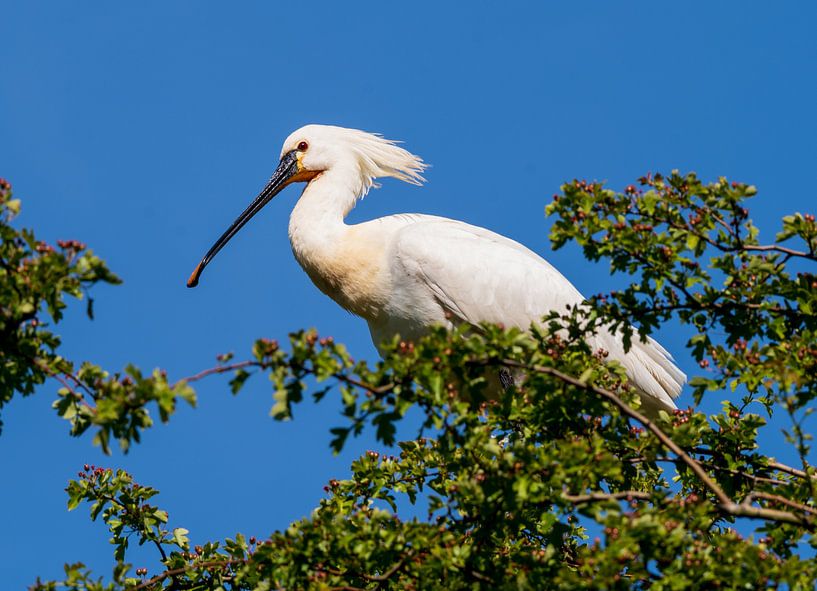 Lepelaar in een boomtop van Merijn Loch