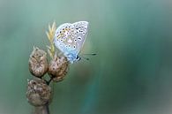 Relax and enjoy ... (Common Blue Butterfly Summer) by Bob Daalder thumbnail