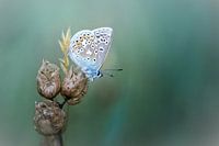 Relax and enjoy ... (Common Blue Butterfly Summer)