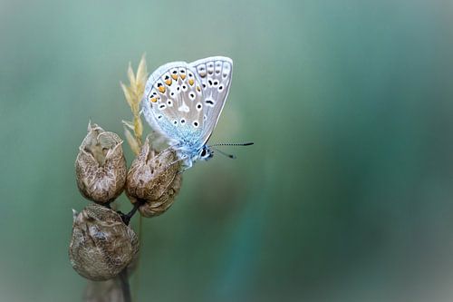 Onthaasten en genieten... (Icarusblauwtje, vlinder, zomer)
