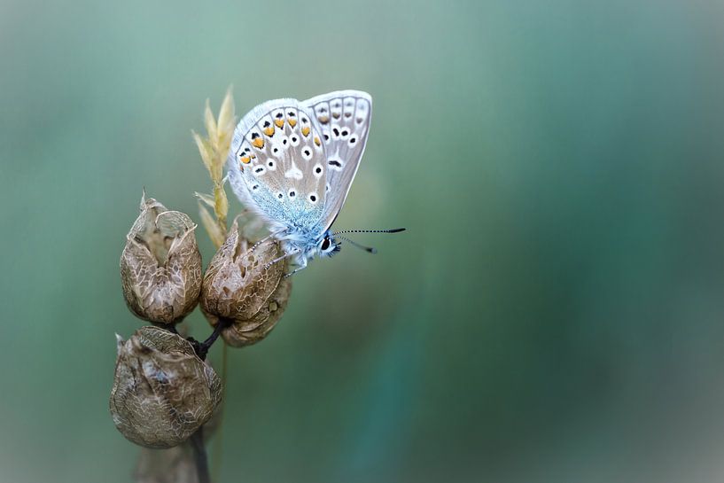 Onthaasten en genieten... (Icarusblauwtje, vlinder, zomer) van Bob Daalder