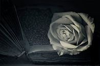 Romantische roos van Ellen Driesse thumbnail