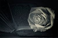 Romantic Rose