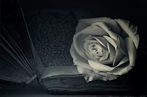 Romantische Rose von Ellen Driesse