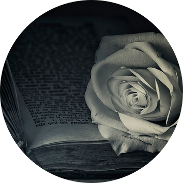 Romantische roos van Ellen Driesse