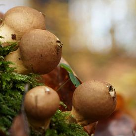 Wilde paddenstoelen van Toni Stauche