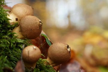 Wilde paddenstoelen van Toni Stauche