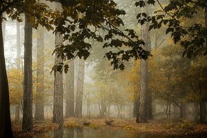 Nebliges Waldland IIII