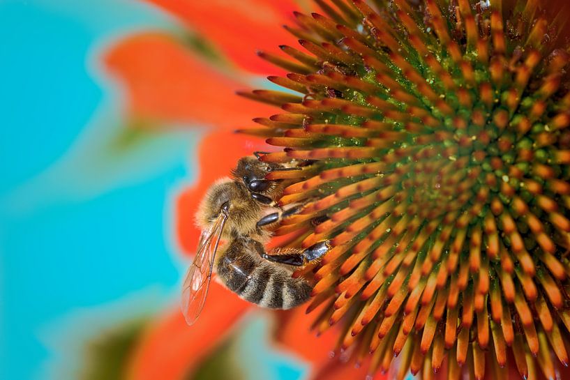 Abeille à miel sur une fleur d'héliotrope par ManfredFotos