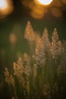 Gold in the Grass