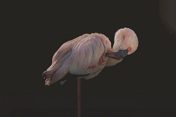 De roze Flamingo