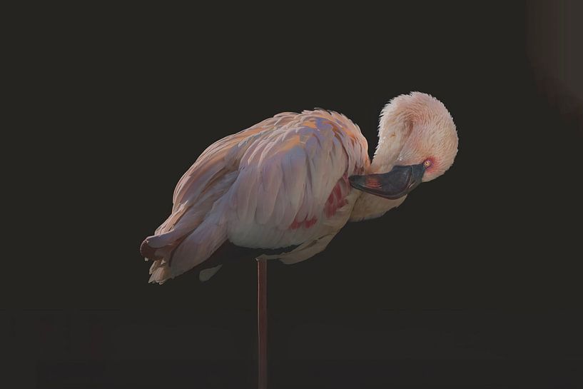 Majestic Flamingo Portrait against Deep Black Background: Perfect Focus on Natural Beauty by Elianne van Turennout