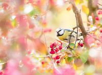 Pimpelmees in de bloeiende appelboom